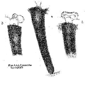 Tatem, J G (1868): Journal of the Quekett Microscopical Club 1 p.124, pl.6, figs.3-5